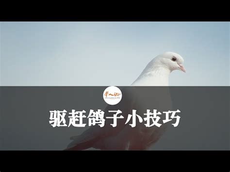 鴿子死在陽台|陽台有鴿子怎麼辦？